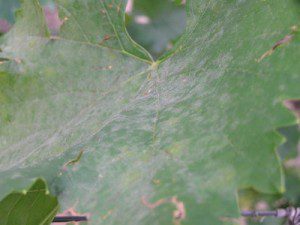 Оидиум на листе винограда